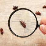 Comment identifier les insectes qui envahissent votre maison ?